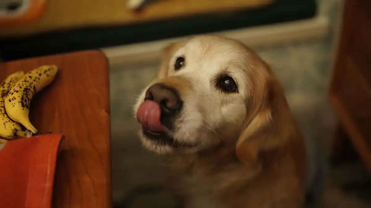 can dogs eat bananas
