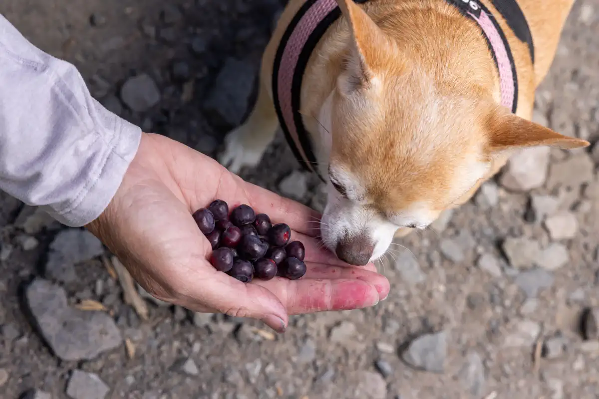 can dogs eat blueberries