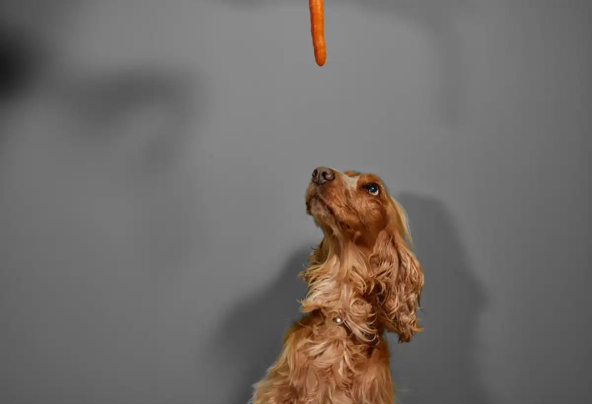 can dogs eat carrots