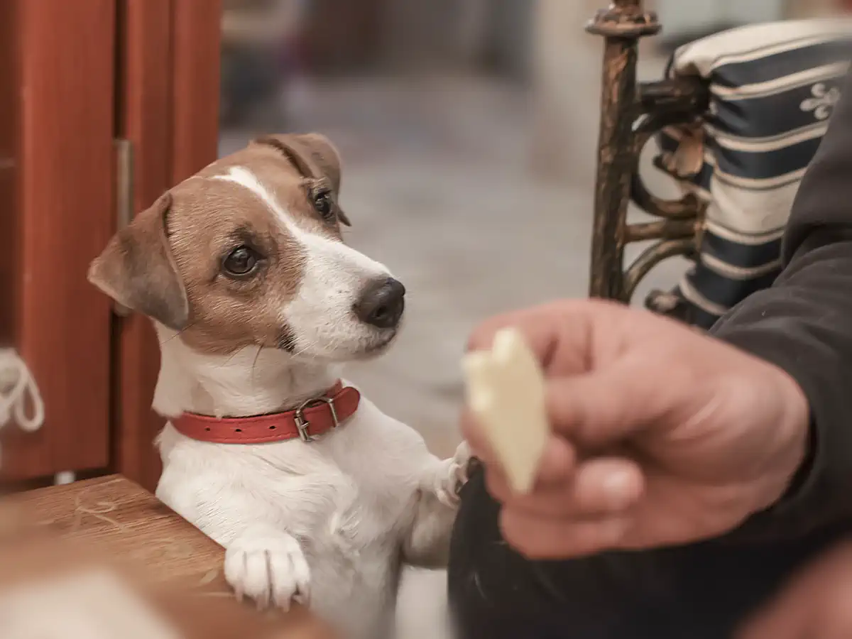 can dogs eat cheese