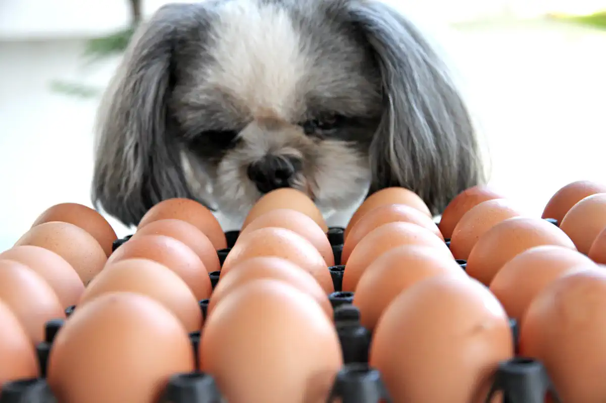 can dogs eat eggs