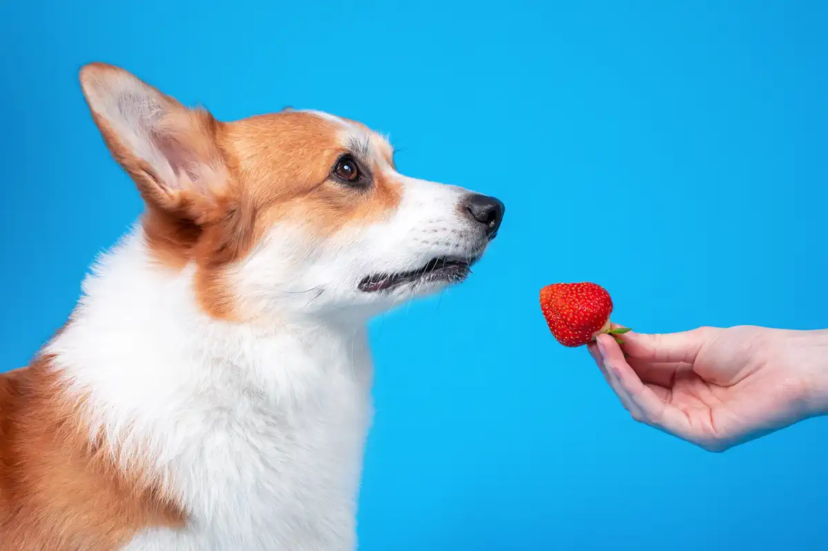 can dogs eat strawberries