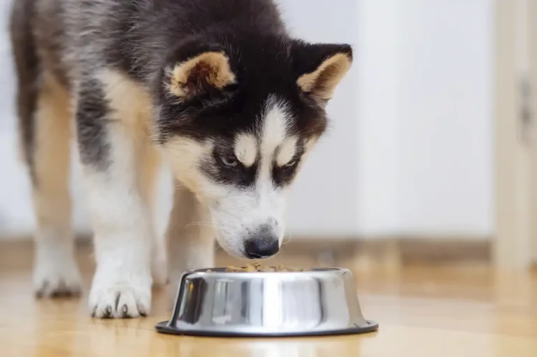 cute husky puppy eating from metal bowl