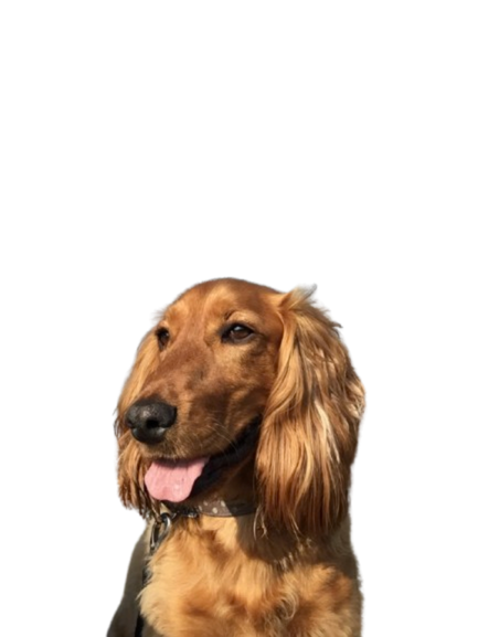 Otis the Cocker Spaniel – HeyTails