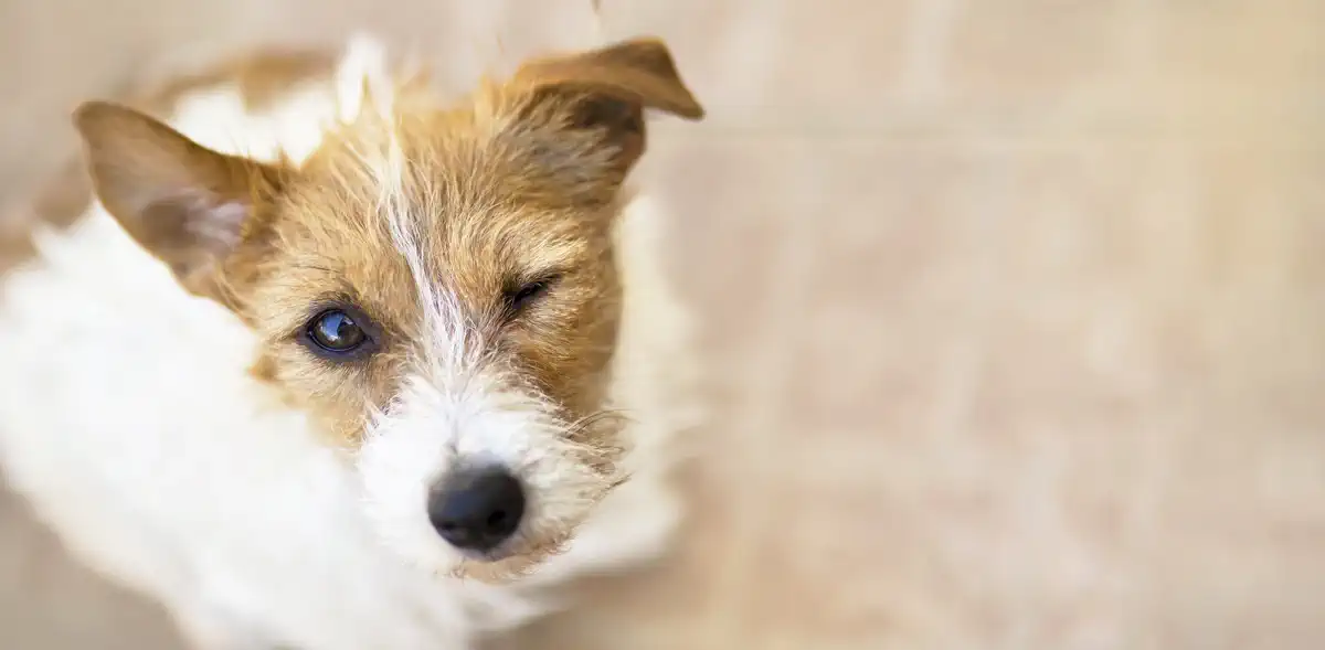 winking jack russell